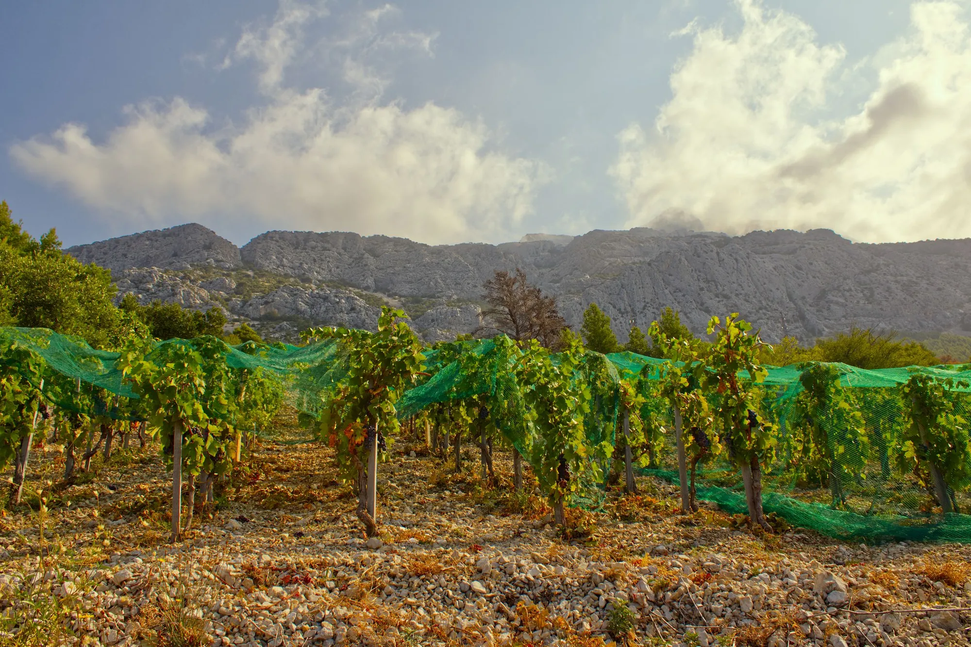 Bodegas Ormaceda