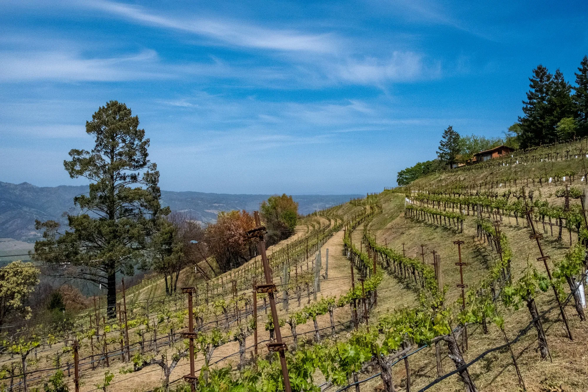 Brannick Cellars