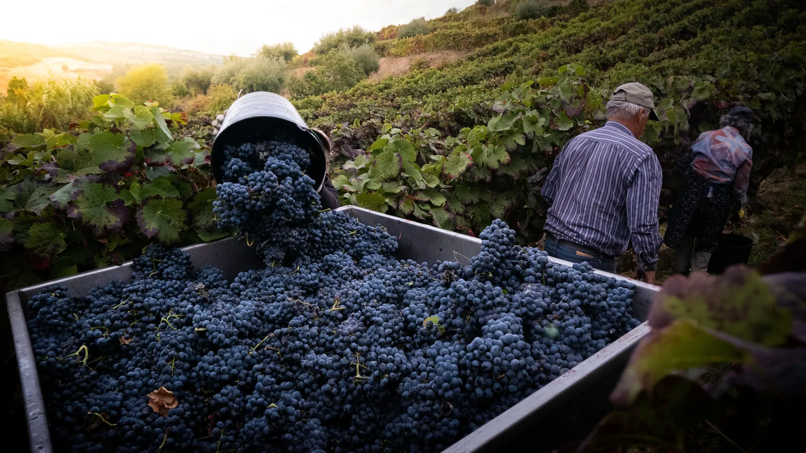 Harvest time: what happens in the vineyards in autumn