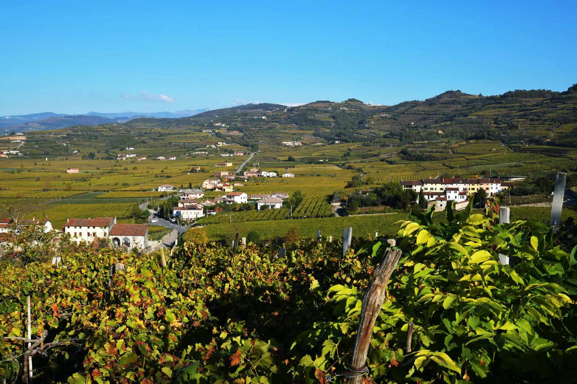 Dalvarini